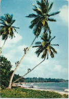 GABON - Cueillette Des Noix De Coco - Gabun