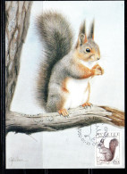 SWEDEN SVERIGE SVEZIA SUEDE 1992 1996 FAUNA WILD ANIMALS ANIMAUX ANIMALI SCIURUS VULGARIS 6k MAXI MAXIMUM CARD CARTE - Maximumkaarten (CM)