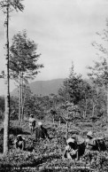 CPSM-CEYLAN- Tea Picking In The Ceylon Highland  Récolte Du Thé Sur Les Hauts Plateaux De Ceylan* Tp Australie 1951_ TBE - Sri Lanka (Ceilán)