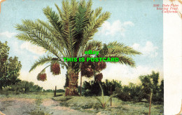 R605707 3556. Date Palm Bearing Fruit. California. Adolph Selige Publishing - World
