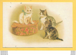 Gatti - Piccolo Formato - Non Viaggiata - Katzen