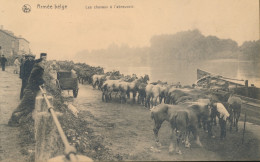 ARMEE BELGE. ==  LES CHEVAUX A L'ABREUVOIR       2 SCANS - Other & Unclassified