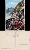 Luzern Lucerna Pilatusbahn - Eselwand Und Berneralpen 1965 - Other & Unclassified