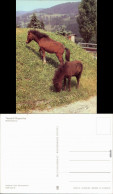 Ansichtskarte Klingenthal Tierpark: Shetlandponys 1983 - Klingenthal