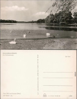 Ansichtskarte Grevesmühlen Vielbeckersee Mit Schwänen 1965 - Grevesmuehlen