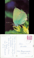 Ansichtskarte  Tiere - Schmetterling - Callophys Rubi L. 1984 - Andere & Zonder Classificatie