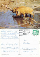 Ansichtskarte  Tiere - Wildschweine - Frischlinge 1985 - Andere & Zonder Classificatie