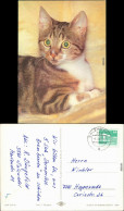 Ansichtskarte  Tiere - Katzen 1985 - Katzen
