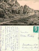 Zinnwald-Georgenfeld-Altenberg (Erzgebirge) Georgenfelder Hochmoor 1961 - Altenberg