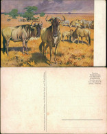 Ansichtskarte  Meinholds Tierbild - Savanne 1926  - Andere & Zonder Classificatie