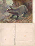 Ansichtskarte  Meinholds Tierbilder - Stinktier - Mondschein 1925  - Sonstige & Ohne Zuordnung