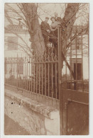 CARTE PHOTO - ARBRE - DES AMIS MONTES SUR UN SUPERBE ACACIA DANS UN JARDIN - ECRITE EN 1910 - 2 SCANS - - Arbres