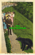 R607376 In Great Smoky Mountains National Park. N 988. One Of Black Bears. Ashev - World