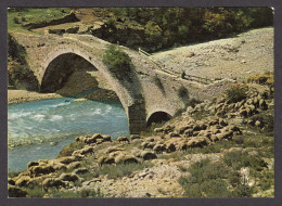 081871/ PROVENCE, Alpes De Provence, Moutons, Les Transhumants  - Provence-Alpes-Côte D'Azur