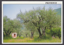 118698/ PROVENCE, Champ D'oliviers - Provence-Alpes-Côte D'Azur