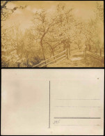 Foto  Stimmungsbilder: Natur Blühende Bäume 1932 Privatfoto - Ohne Zuordnung