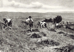 *Repro CPA - FRANCE - AUVERGNE - Il était Une Fois L'Auvergne Et Les Cévennes - La Moisson à La Faucille - Auvergne