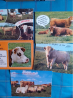 LOT DE 8 CP Humoristiques Sur Les Vaches - Kühe