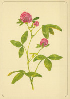 FLOWERS Vintage Ansichtskarte Postkarte CPSM #PAR237.A - Fleurs