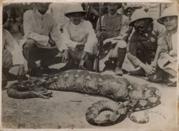 Japanese Military Soldiers Playing With Snake Old War Photo - Andere & Zonder Classificatie