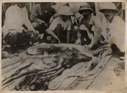 Japanese Soldiers Animal Cruelty Asian Snakes Torture Antique Photo - Other & Unclassified