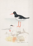 BIRD Animals Vintage Postcard CPSM #PAM701.A - Birds