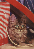 KATZE MIEZEKATZE Tier Vintage Ansichtskarte Postkarte CPSM #PAM120.A - Chats