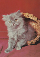 GATO GATITO Animales Vintage Tarjeta Postal CPSM #PAM102.A - Cats