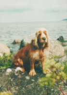DOG Animals Vintage Postcard CPSM #PBQ368.A - Perros