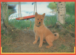 DOG Animals Vintage Postcard CPSM #PBQ353.A - Cani