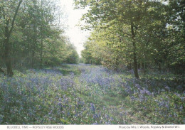 Bluebells In Ropsley Rise Woods, Lincolnshire -  Unused Postcard -  Uk44 - Other & Unclassified