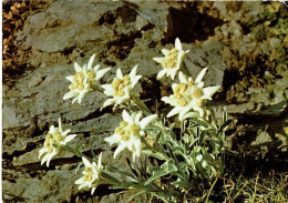 Edelweiss 102/1014 - Sonstige & Ohne Zuordnung