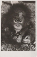 SCIMMIA Vintage Cartolina CPSMPF #PKG941.A - Monkeys