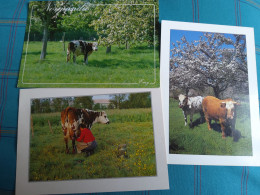NORMANDIE - LOT DE 3 CP Sur Les Vaches - Mucche