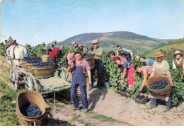 69 BEAUJOLAIS AE#DC661 VENDANGES BEAUJOLAISES CHARIOT TRACTE PAR UN CHEVAL - Autres & Non Classés