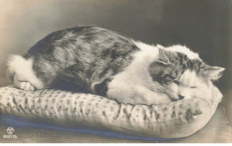 CHATS AD#MK194 UN CHAT ENDORMIE SUR UN COUSSIN - Gatti