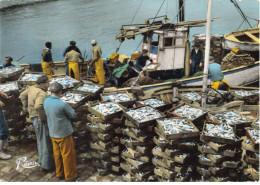 56 QUIBERON  AH#AL00988 DECHARGEMENT DE LA SARDINE AU PORT PORT MARIA - Quiberon