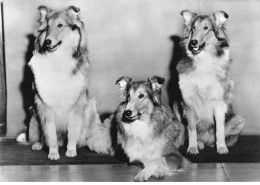 CHIENS AF#DC532 COLLEYS + PUBLICITE DESINFECTION NASALE GENOLINE - Dogs