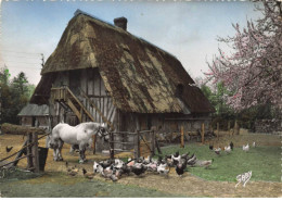 REGIONS AG#MK639 LA NORMANDIE TOUTE LA FERME ANIMAUX CHEVAL POULES - Basse-Normandie