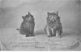 CHATS AI#DC1001 DEUX CHATS SUR UNE TABLE SERENADE - Cats