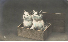 CHATS AI#DC994 DEUX CHATONS DANS UNE BOITE EN BOIS - Gatos