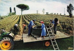 METIERS AG#MK744 VIGNES VENDANGES TRACTEUR - Paesani