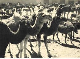 MAROC AM#DC393 TINGHIR LE MARCHE AUX BESTIAUX CHAMEAUX ET MULETS - Sonstige & Ohne Zuordnung