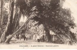 SRI LANKA AM#DC012 COLOMBO UN BANYAN GEANT UN FIGUIER - Sri Lanka (Ceylon)