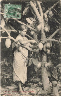 SRI LANKA AL#AL0059 GATHERING COCOA CEYLON - Sri Lanka (Ceylon)