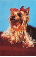 CHIENS AL#AL00569 YORSHIRE PUBLICITE DE TELEMAGAZINE - Dogs