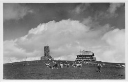 ALLEMAGNE AL#AL00246 VUE SUR UN PATURAGE DE FELDBERG AVEC DES VACHES - Feldberg