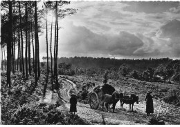 40 LANDES AM#DC694 LES LANDES DE GASCOGNE ATTELAGE DE CHEVAUX DANS LA LANDE - Other & Unclassified