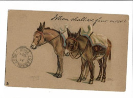 Burros Con Montura  - 7166 - Chile