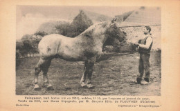 Plouvorn * Cheval " VAINQUEUR " Trait Breton Aubère , Vendu Aux Haras Espagnols Par M. Jacques RIOU * Hippisme - Other & Unclassified